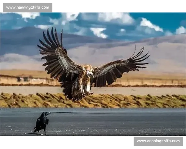 深度调查：J联赛直播版权之争，谁将成为下一匹黑马